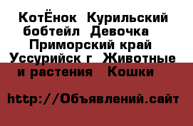 КотЁнок. Курильский бобтейл. Девочка. - Приморский край, Уссурийск г. Животные и растения » Кошки   